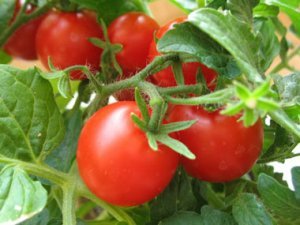 Поради по вирощуванню урожайних сортів помідор