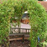 Як зробити альтанку з верби в саду