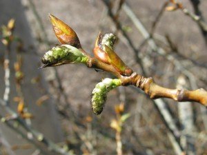 Народні засоби проти весняного авітамінозу