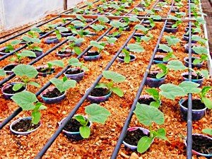 Посадка розсади огірків в гарячі тирса (відео)