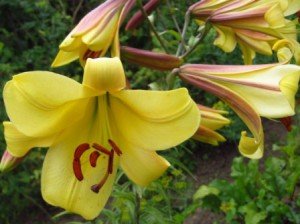 Квіти лілії: сорти, види та гібриди в саду.