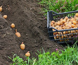 Посадка і догляд за картоплею у відкритому грунті