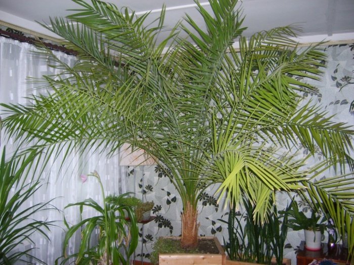 Як посадити і доглядати за фінікової пальмою