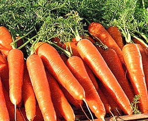 Як сіяти моркву без проріджування?