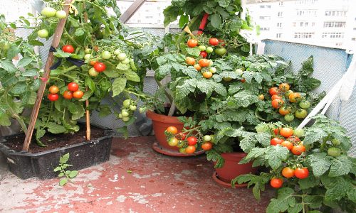 Детальна інструкція по вирощуванню помідорів на підвіконні взимку і влітку