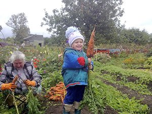Вирощування моркви по Митлайдеру