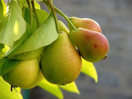 Як зберігати груші на зиму   як краще зберегти