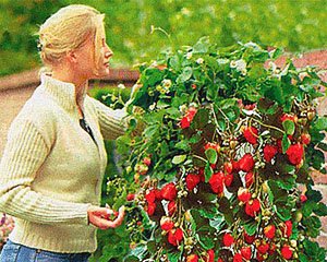 Полуниця садова – царська ягода