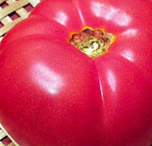 Які сорти помідор найбільш врожайні?