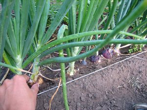 Цибуля эксибишен – вирощування через розсаду