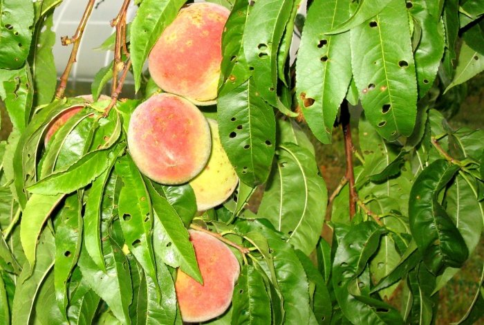 Технологія вирощування персика