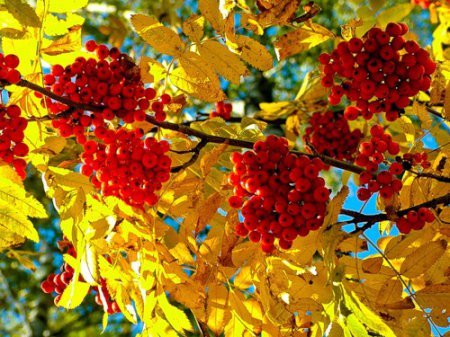 Вірші осінь золота