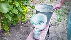 Деревна зола – як вид добрива виноградника (відео)