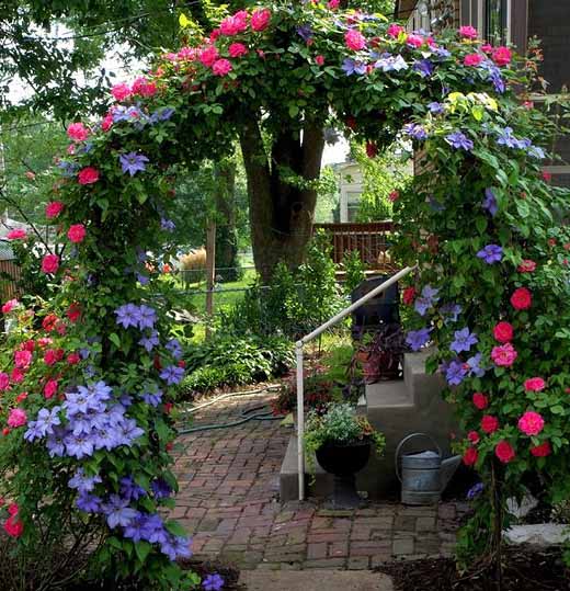Вюнка троянда правильний догляд: 35 садових арок з троянд