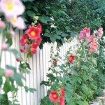 Красиві дачі : 35 фото парканів з квітами