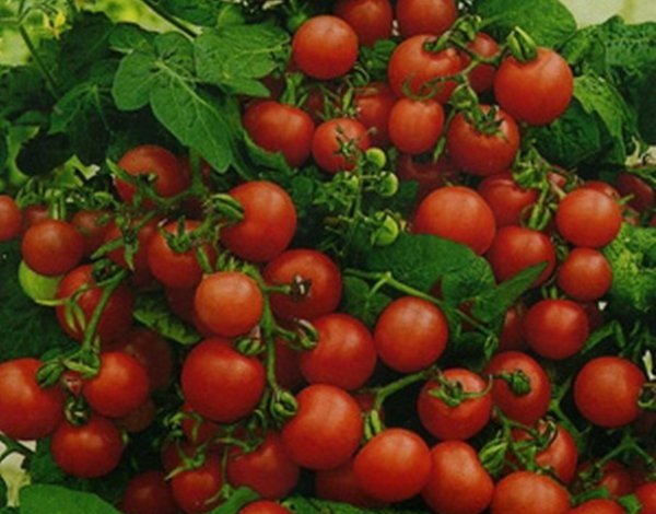 Пасинкування помідор – секрети та поради