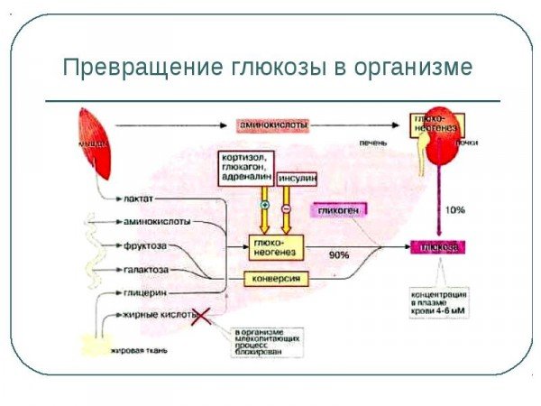 Прості і складні вуглеводи в нашому раціоні