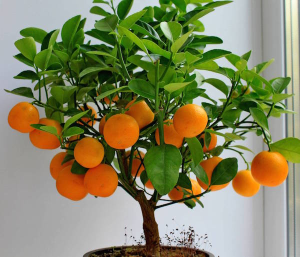 Як зібрати урожай мандаринів в домашніх умовах?