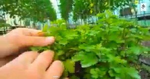 Вирощування розсади хризантем в пластикових формах — відео