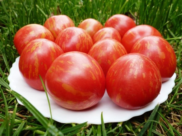 Вирощування кращих сортів помідорів