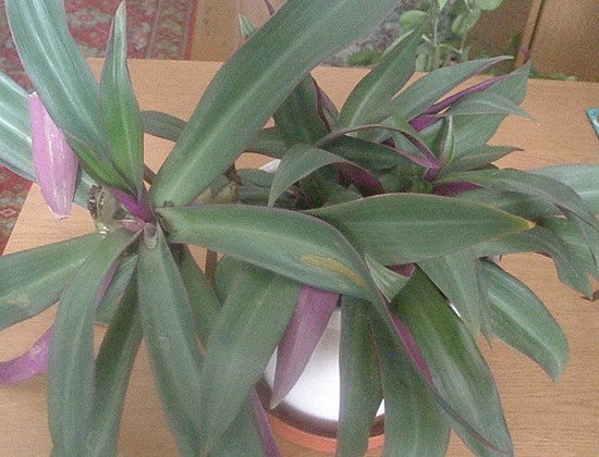 Традесканція: як вирощувати і доглядати за популярним рослиною
