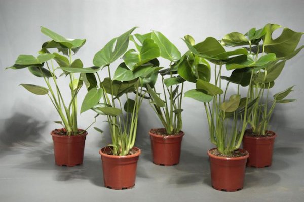 Монстера: догляд за тропічною рослиною в домашніх умовах
