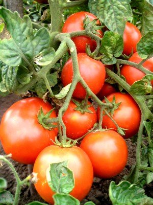 Сорти томатів для відкритого грунту