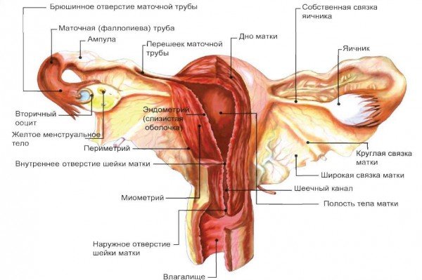 Кіста яєчника: симптоми, лікування наслідки