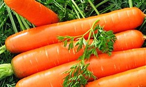 Як швидко проростити насіння моркви