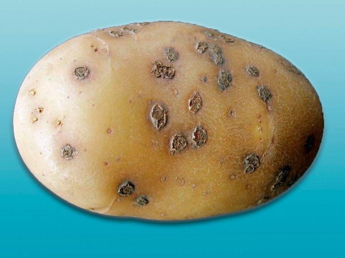 Боротьба з паршею у картоплі