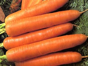 Огляд кращих сортів моркви