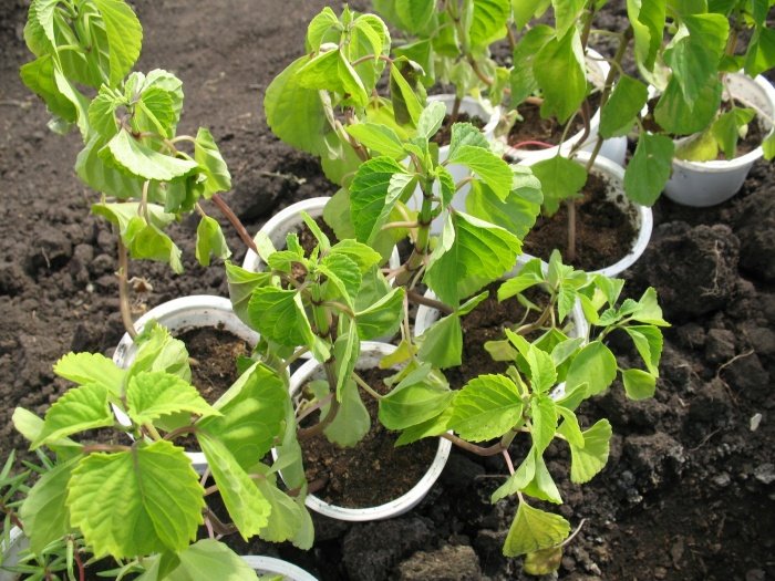 Вирощування розсади томатів без пікіровки