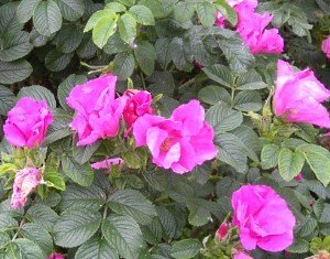 Троянда зморшкувата — секрети догляду