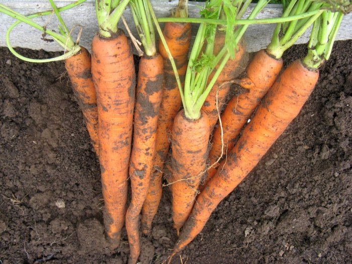 Як позбутися від шкідників моркви