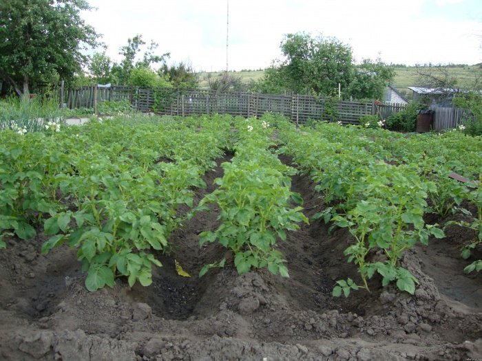 Агротехніка вирощування картоплі