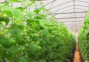 Цілорічне вирощування огірків в теплиці