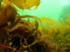 Морська капуста — корисний і смачний подарунок природи