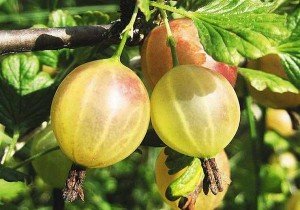 Аґрус — цінний ягода