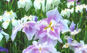 Багаторічні квіти в саду і городі: ірис, півонія і хризантема