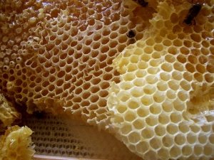 Що лікує бджолиний віск? 7 рецептів диво мазі!