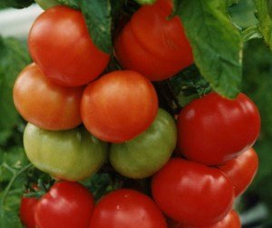 Сорти помідорів для ленінградської області