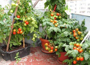 Кращі сорти низькорослих томатів з фото та описом