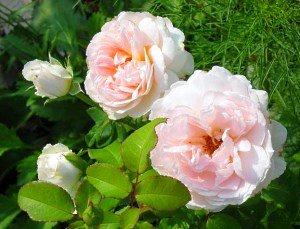 Чому не цвіте троянда — основні помилки квітникарів
