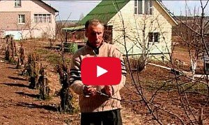 Обрізка молодих дерев (до плодоношення) — відео