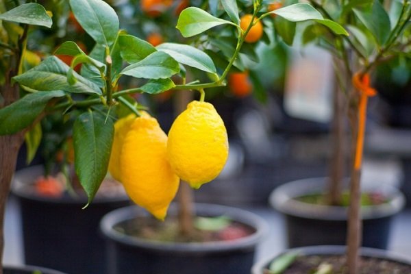 Як доглядати за лимоном в домашніх умовах?