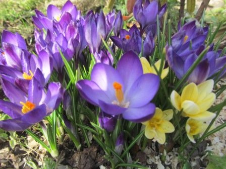 Перші весняні квіти: галантусы, крокуси, цибулинні іриси.
