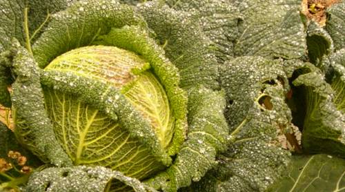 Савойська капуста — вирощування та догляд