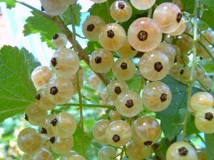 Біла смородина – вирощування цілющою і смачної ягоди на вашій ділянці