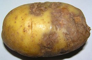 Все про хвороби картоплі