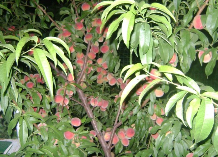 Вирощування персика на Уралі